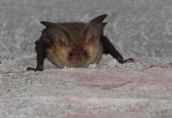 Vacature – Projectleider Ecologie